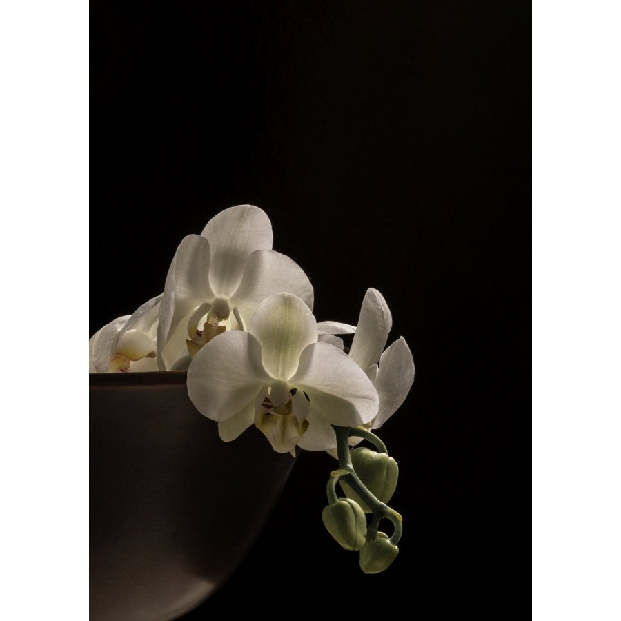 Audo Copenhagen Pavot Skl 60 cm, Bronzefinish