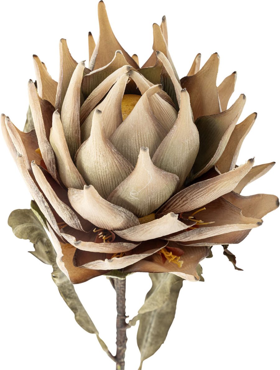 Bloomingville Protea Künstlicher Stiel 76 cm, Natur