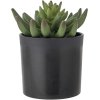 Bloomingville Echeveria Kunstig Plante H14 cm, Grn