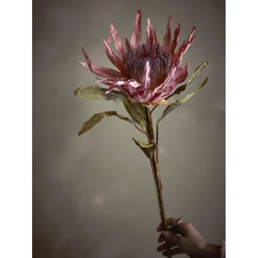 Bloomingville Protea Kunstig Stilk 100 cm, Rosa