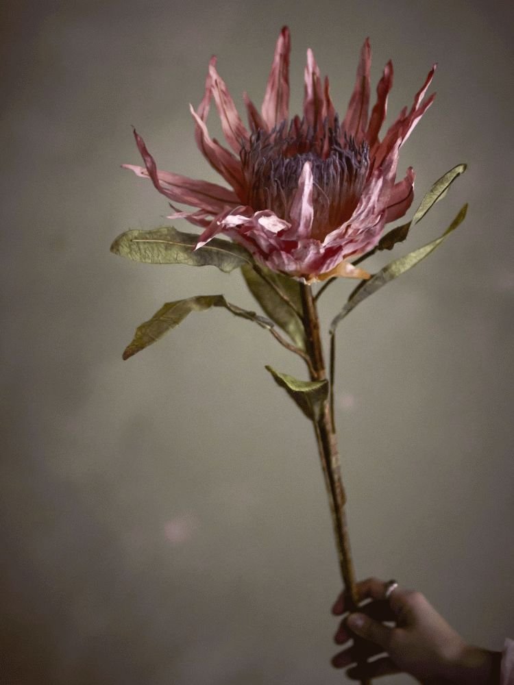 Bloomingville Protea Kunstig Stilk 100 cm, Rosa