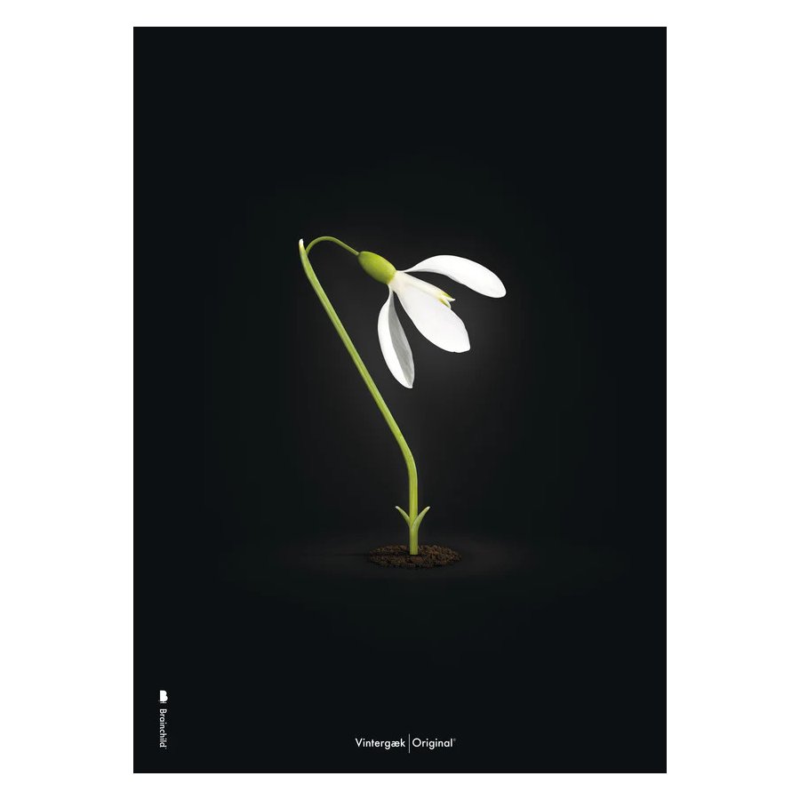 Brainchild Schneewittchen Poster A5, Schwarz