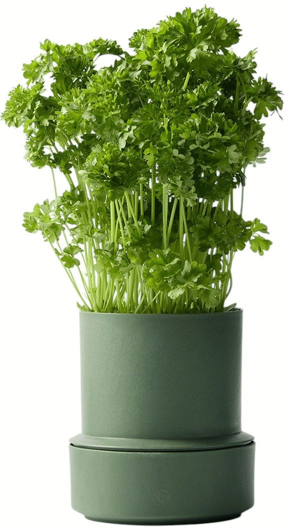 CrushGrind Billund Selbstbewssernder Krutertopf H14 cm, Parsley