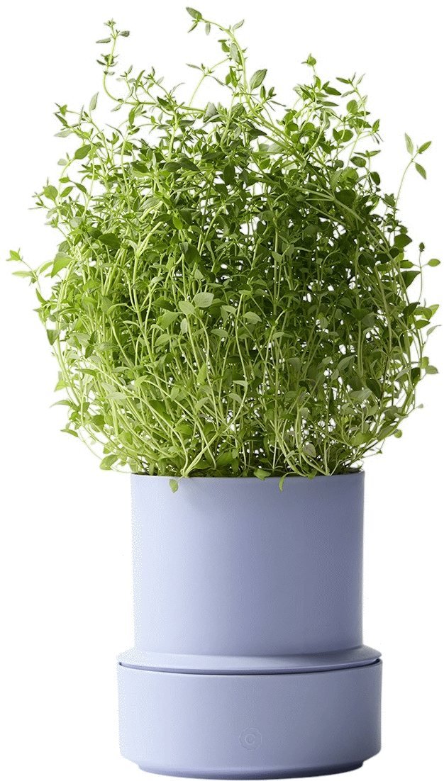 CrushGrind Billund Selbstbewssernder Krutertopf H14 cm, Lavender