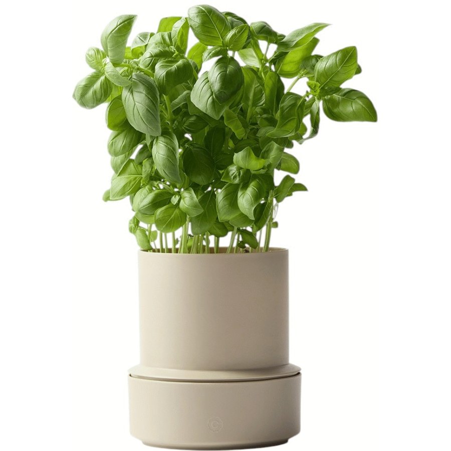 CrushGrind Billund Selbstbewssernder Krutertopf H14 cm, Cumin