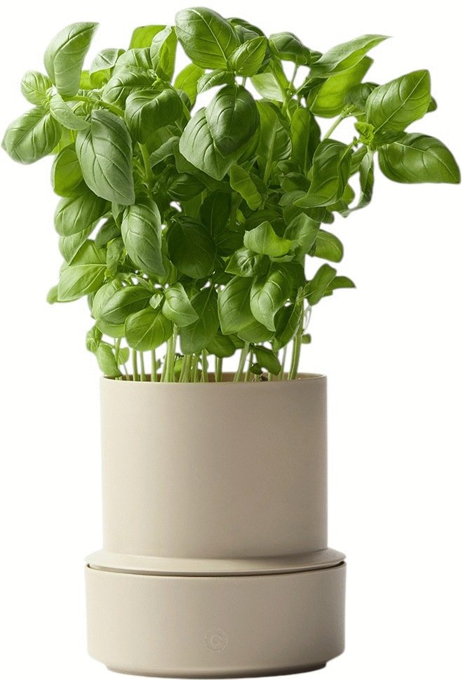 CrushGrind Billund Selbstbewssernder Krutertopf H14 cm, Cumin