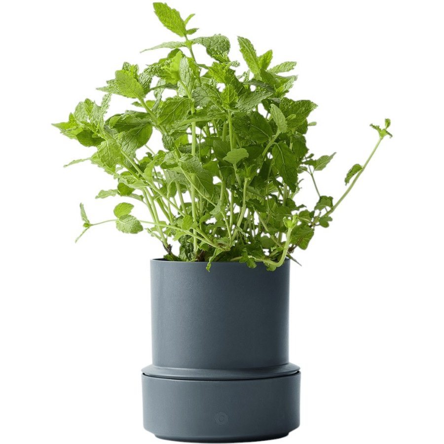 CrushGrind Billund Selbstbewssernder Krutertopf H14 cm, Blueberry