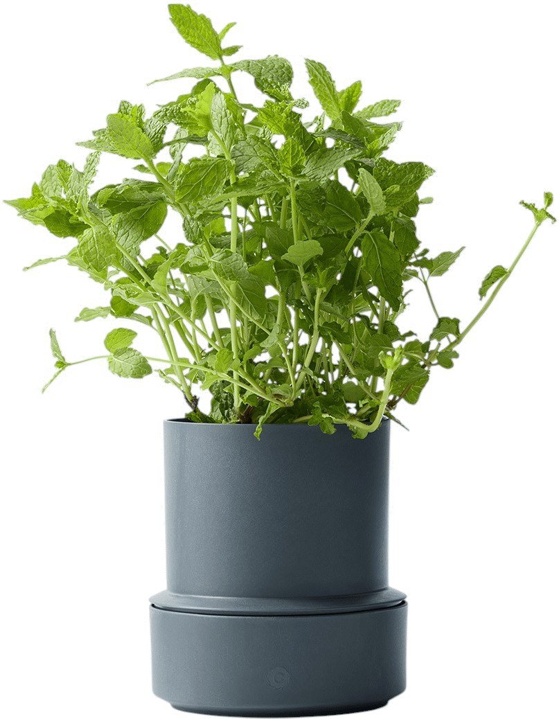 CrushGrind Billund Selbstbewssernder Krutertopf H14 cm, Blueberry