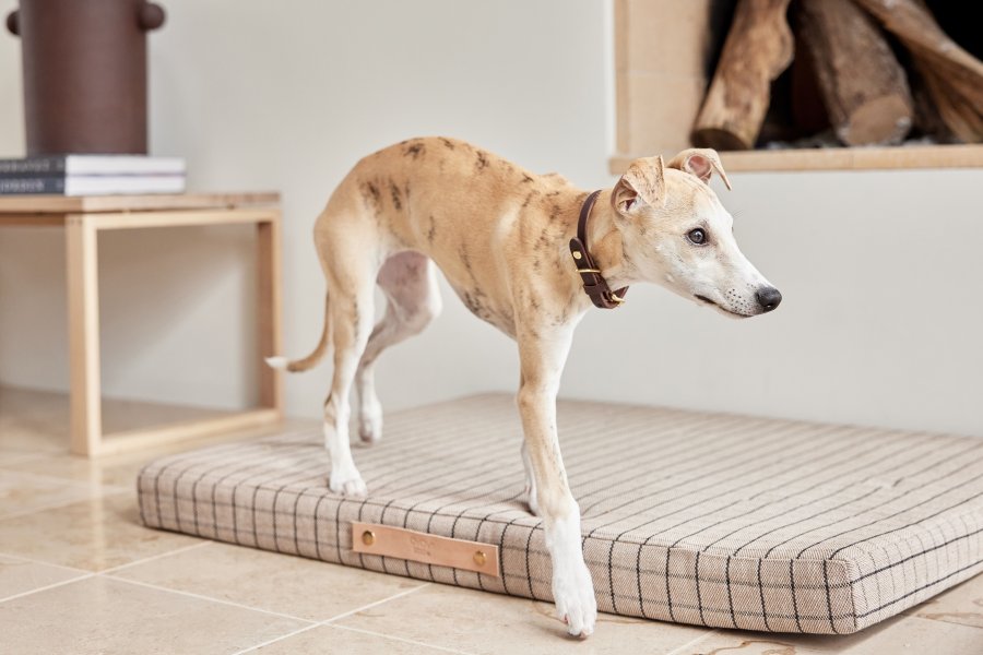OYOY ZOO Robin Hundehalsband 35 cm, Schokolade