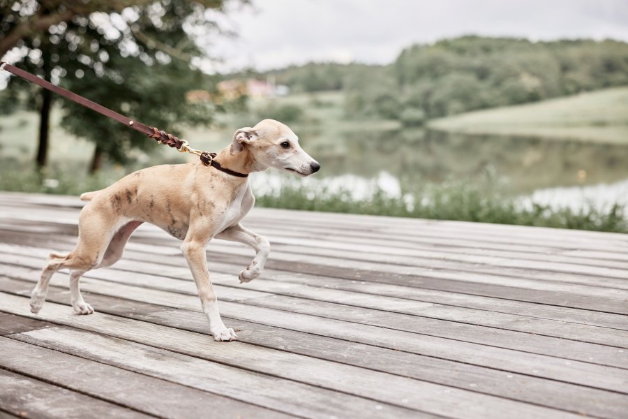 OYOY ZOO Robin Hundehalsband 35 cm, Schokolade