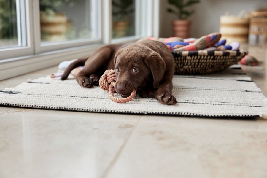 OYOY ZOO Otto Rebsnor Hundespielzeug 22 cm, Caramel