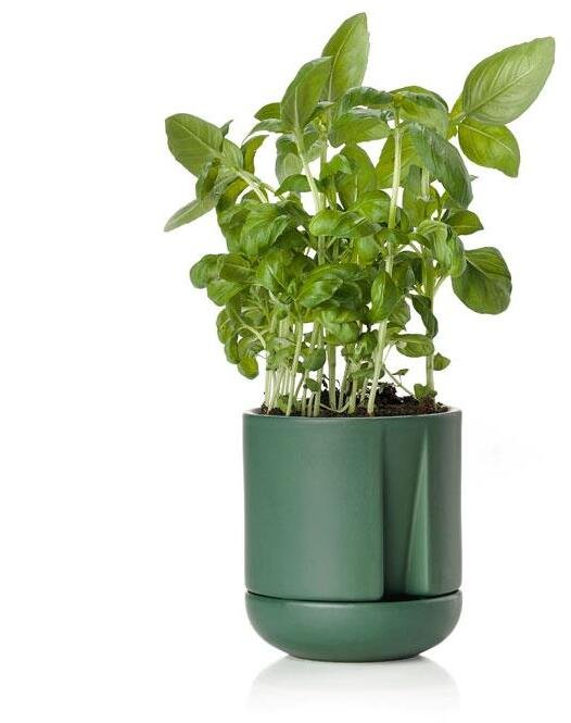 Zone Herb & Sprout Krydderurtepotte 11,6cm, Jungle Green