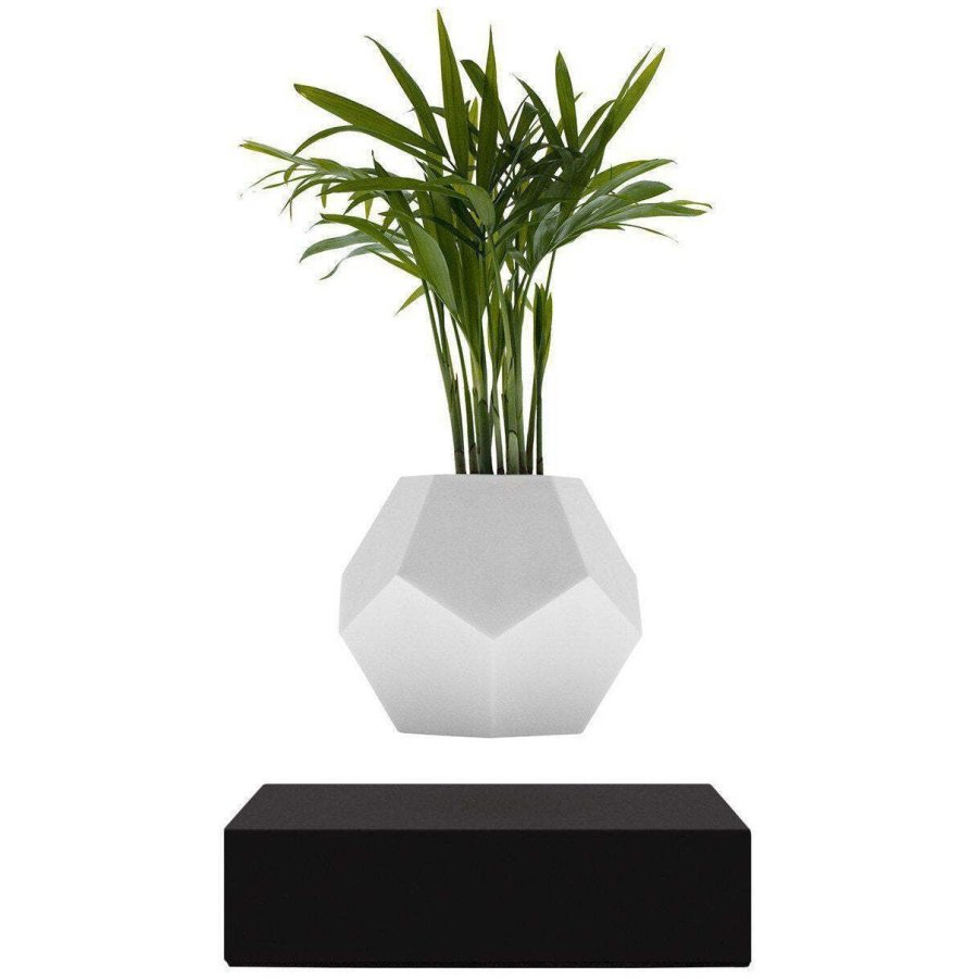 FLYTE Lyfe Plante, Sort