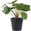 House Nordic Kunstig Pelia Plante H28 cm, Grn