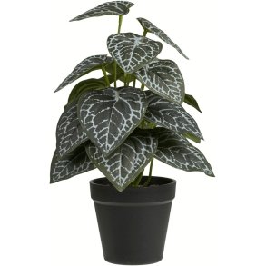 House Nordic Kunstpflanze H33 cm