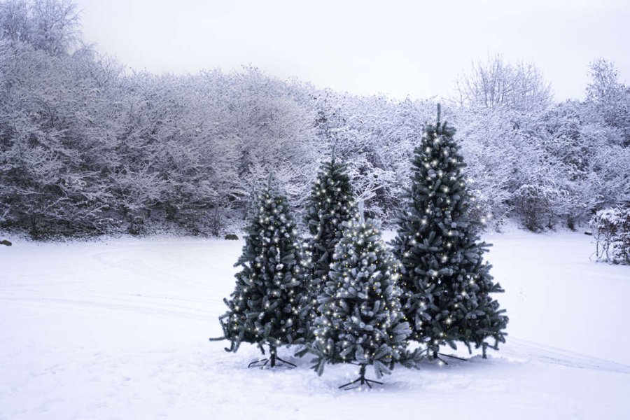 Sirius Anton Weihnachtsbaum 2,1 m, Weiß/Grün