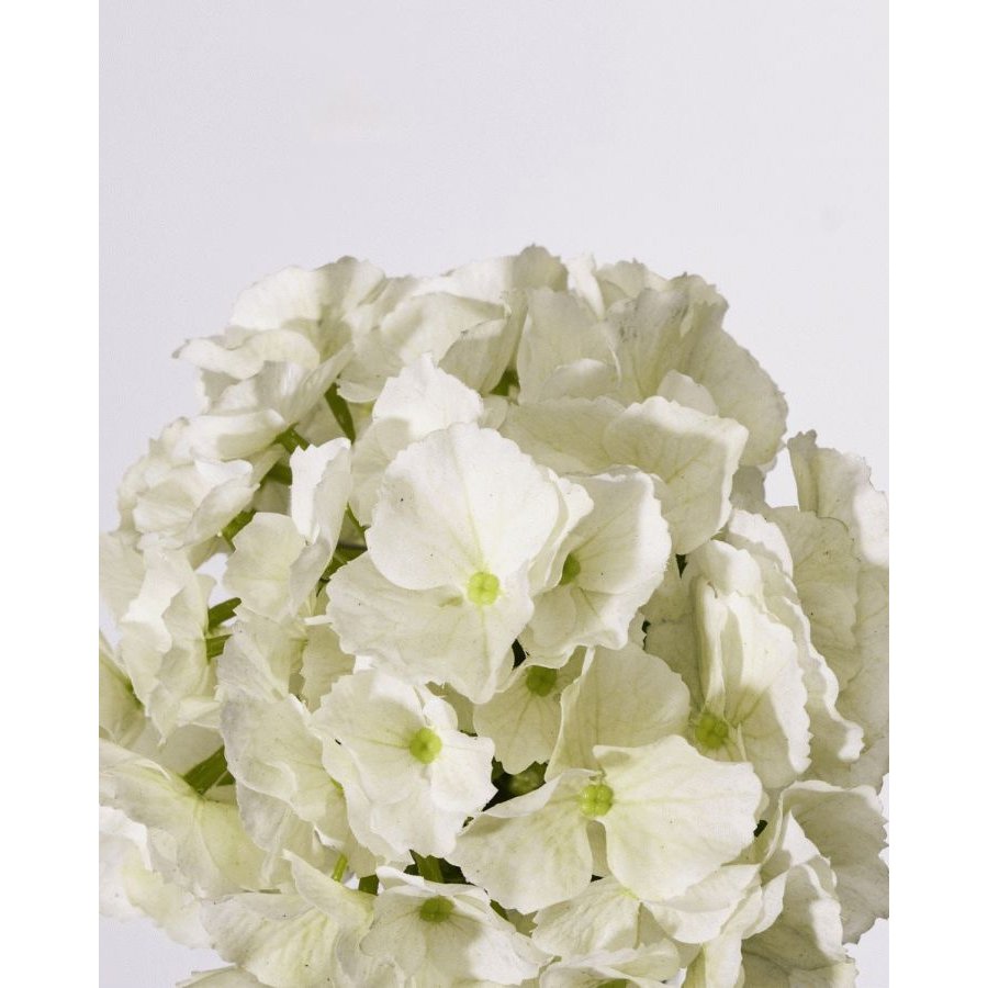 House Doctor Hydrangea Kunstig Plante 50 cm, Hvid