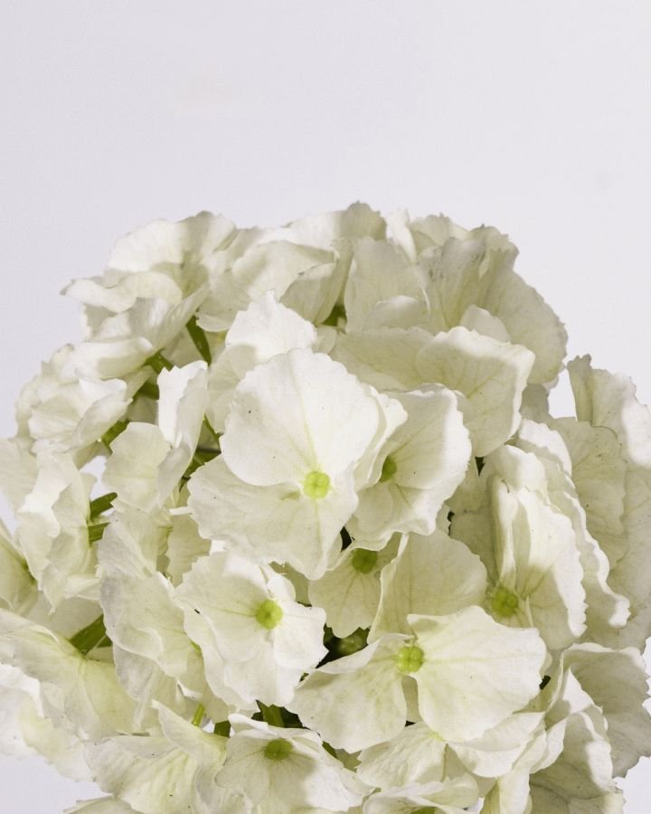 House Doctor Hydrangea Kunstig Plante 50 cm, Hvid