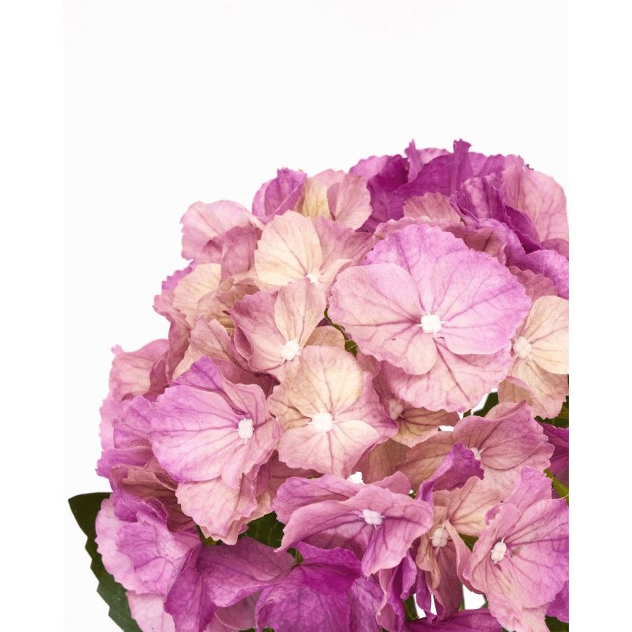 House Doctor Hydrangea Kunstig Plante 50 cm, R�d