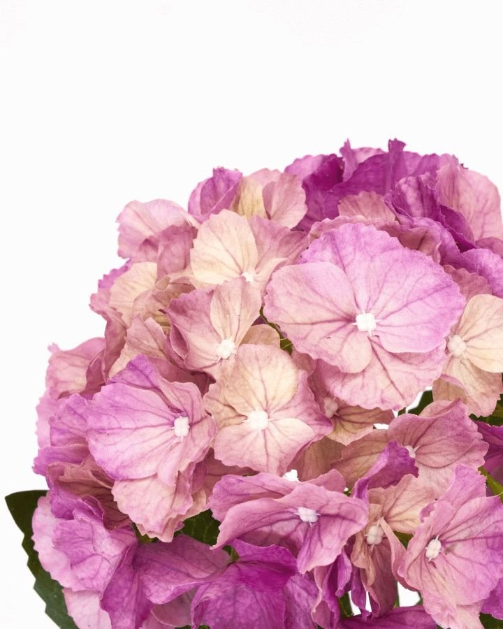 House Doctor Hydrangea Kunstig Plante 50 cm, R�d