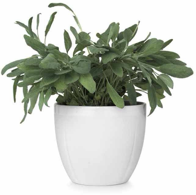 Rosendahl Grand Cru Urtepotteskjuler Hvid,  14 cm